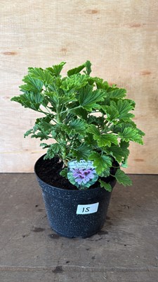 Lot 1015 - Highly scented leafed Geranium -‘Orange fizz’