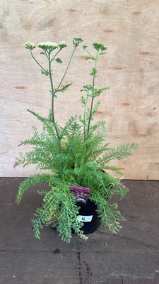 Lot 1016 - Achillea -‘Desert Eve - Deep rose’