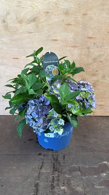 Lot 1017 - Royalty collection Hydrangea -‘Lady Mata Hari...
