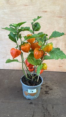Lot 1018 - Chinese Lantern