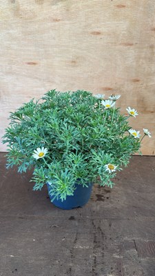 Lot 1019 - Hardy Marguerite
