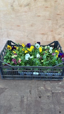 Lot 1020 - Crate of winter flowering pansies