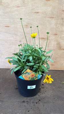 Lot 1021 - Coreopsis Grandiflora -‘Early Sunrise’