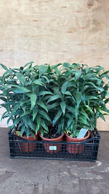 Lot 1022 - 6 pots in a crate of Garden Lillies