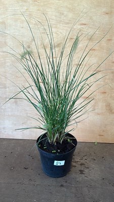 Lot 1023 - Ponytail Grass
