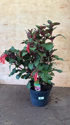 Lot 1024 - Large Fuchsia -‘Koralle’