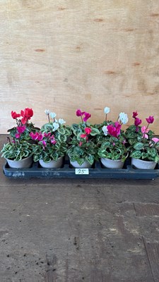 Lot 1025 - Tray of 10 mixed Cyclamen