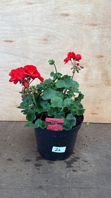 Lot 1026 - Large Geranium -‘Tango Dark Red’