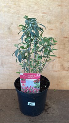 Lot 1027 - Butterfly Candy Buddleia