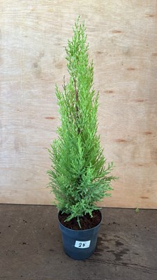 Lot 1028 - Lemon scented Goldcrest