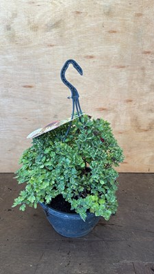 Lot 1029 - Multi Coloured Chrysanthemum hanging pot