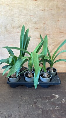 Lot 1030 - Tray of 6 mixed garden Amaryllis