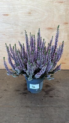 Lot 1031 - Winter flowering Pink Heather
