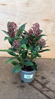Lot 1032 - Winter flowering Skimmia