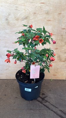 Lot 1033 - Patio Abutilon
