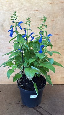 Lot 1034 - Large blue salvia