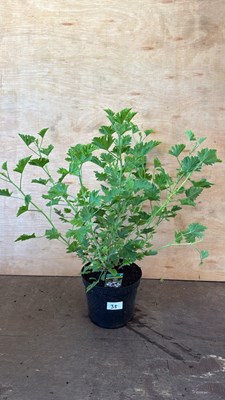 Lot 1035 - Highly Scented leafed Geranium -‘lemon’