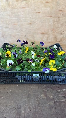 Lot 1036 - Crate of Winter flowering Pansies