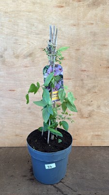 Lot 1037 - Clematis -‘Proud Mary’