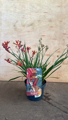 Lot 1038 - Kangaroo Paw -‘Red Inferno’