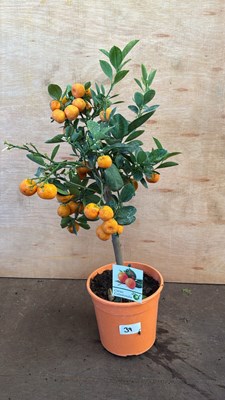 Lot 1039 - Orange Tree