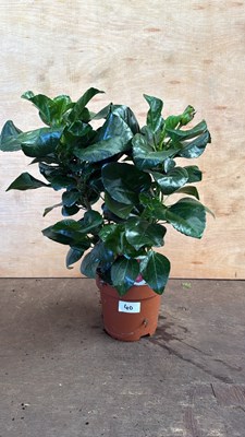 Lot 1040 - Hibiscus -‘Fiori Grande’