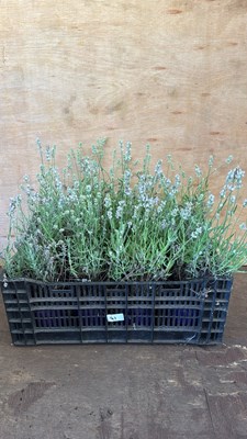 Lot 1041 - Crate of White Lavender