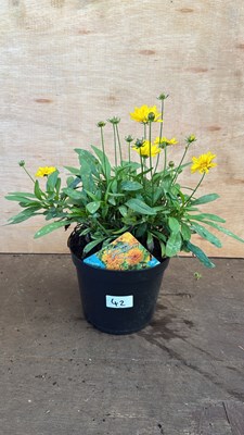 Lot 1042 - Coreopsis Grandiflora -‘Early sunrise’