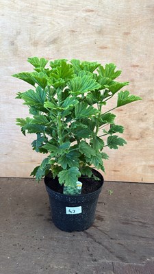 Lot 1043 - Highly scented leafed Geranium -‘Moskito Schoker’