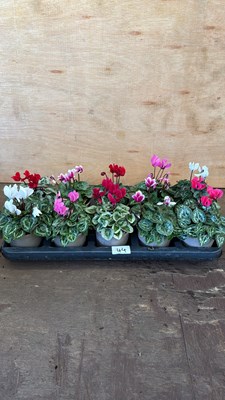 Lot 1044 - Tray of 10 mixed Cyclamen