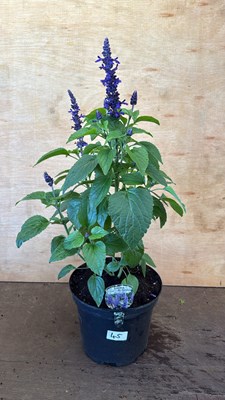 Lot 1045 - Large hardy Salvia -‘Mysty’