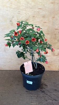 Lot 1046 - Patio Abutilon