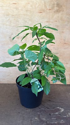 Lot 1047 - Hydrangea -‘Annabelle’