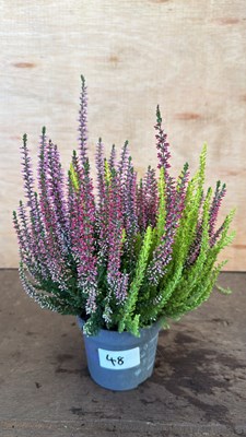 Lot 1048 - Multi coloured winter flowering Heather
