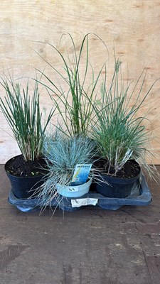 Lot 1049 - Tray of 6 mixed Grasses