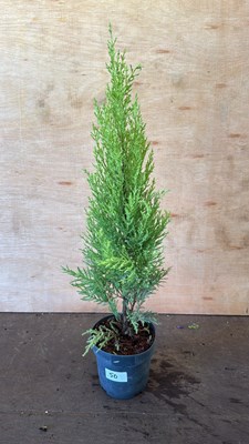 Lot 1050 - Lemon scented Goldcrest