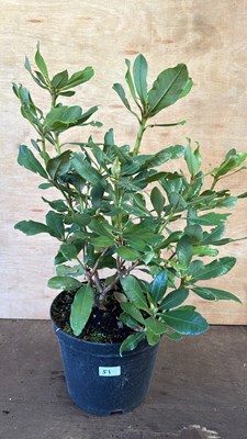 Lot 1051 - Rhododendron -‘Dark Red’