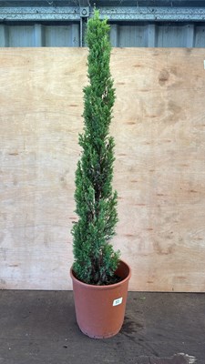 Lot 1052 - Italian Cypress