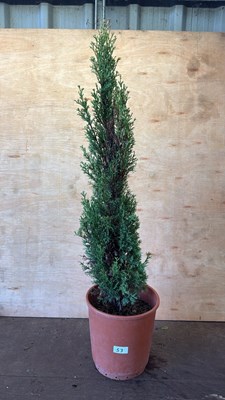 Lot 1053 - Italian Cypress