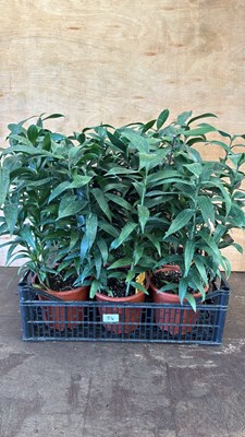 Lot 1054 - 6 pots in a crate of Garden Lillies