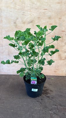 Lot 1055 - Highly scented leafed Geranium -‘Cola’