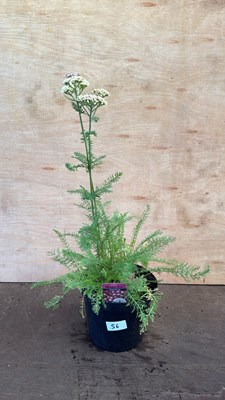 Lot 1056 - Achillea -‘Desert Eye - Deep rose’
