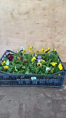 Lot 1057 - Crate of Winter flowering Pansies
