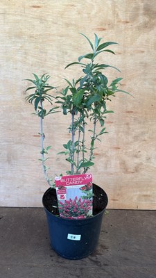 Lot 1058 - Butterfly Candy Buddleia