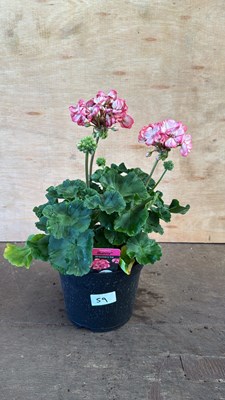 Lot 1059 - Large Geranium -‘Strawberry ice’