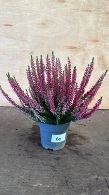 Lot 1060 - Winter flowering Pink Heather