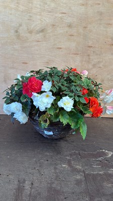 Lot 1061 - Mixed Hanging Basket