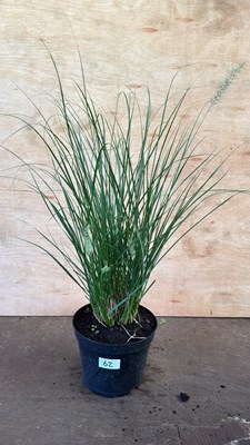 Lot 1062 - Ponytail Grass