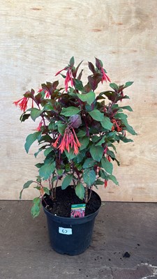 Lot 1063 - Large Fuchsia -‘Koralle’