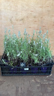 Lot 1064 - Crate of White Lavender